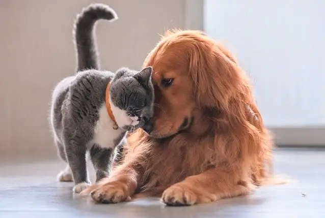 Boetiek Dierenwinkel -Boetiek Dierenwinkel dierenwebshop