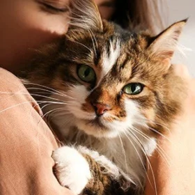 Boetiek Dierenwinkel -Boetiek Dierenwinkel kattenvoer webshop 280x280 1