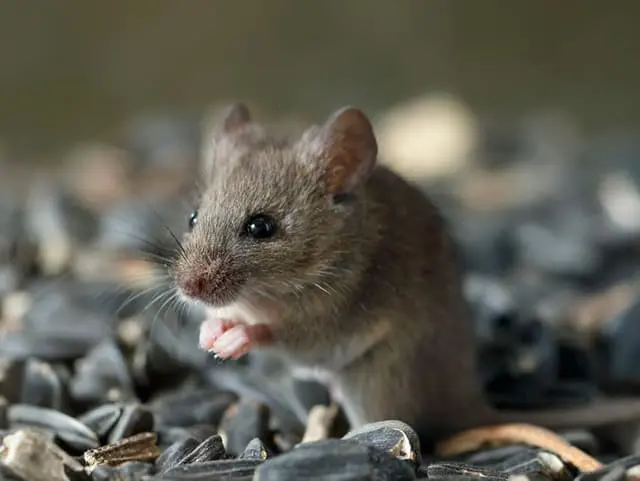 Boetiek Dierenwinkel -Boetiek Dierenwinkel knaagdieren webshop